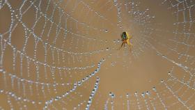 Una tela de araña con gotas de agua.