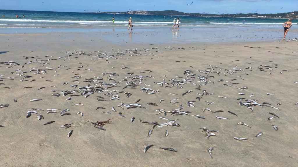 El grupo de sardinas muertas en la orilla del mar.