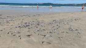 El grupo de sardinas muertas en la orilla del mar.