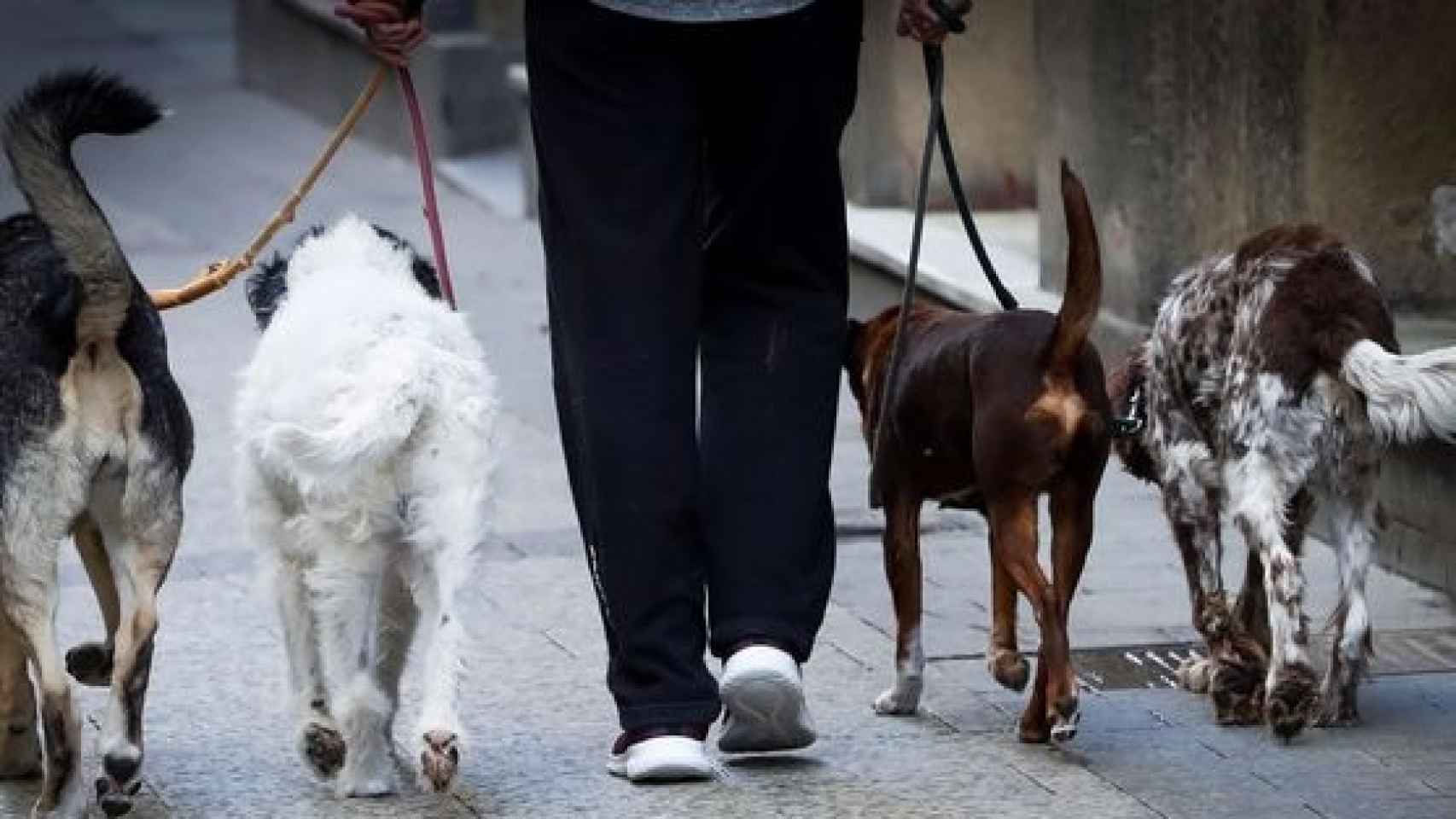 Una persona paseando varios perros.