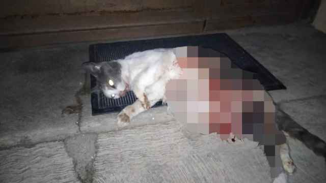 Uno de los gatos muertos en Piedrahita de Castro