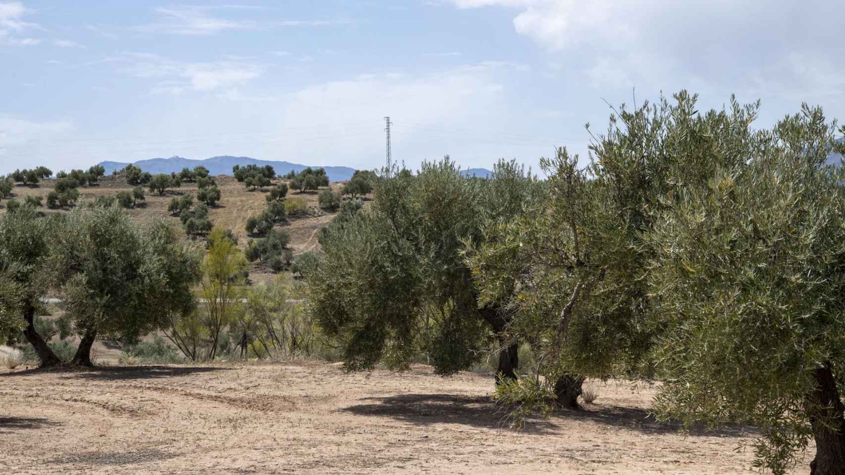 Uno de los numerosos Olivares de Jaén que debido a la sequía en los últimos años esta provocando la subida de los precios del aceite de oliva virgen extra.