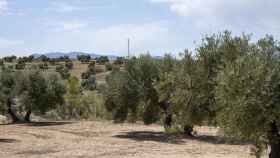 Uno de los numerosos olivares en Jaén que se ha visto afectado por la sequía.