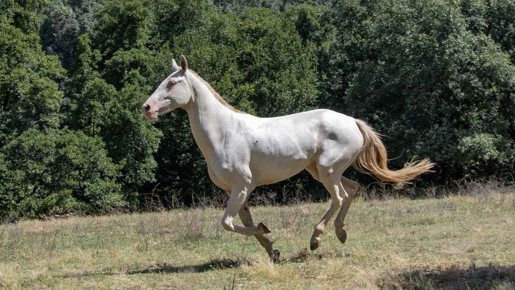 Los Akhal Teké son caballos fieles, dóciles y muy resistentes al frío y al calor