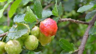 La Fruta Más Desconocida Que Reduce El Azúcar En Sangre Y Tiene 40 ...