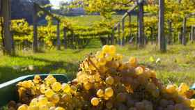 Viñedos de albariño en Cambados, comarca do Salnés.