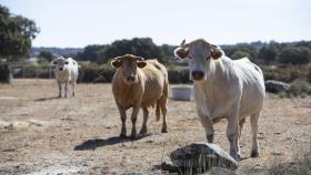 Animales afectados por la enfermedad en una explotación ganadera de Almeida de Sayago