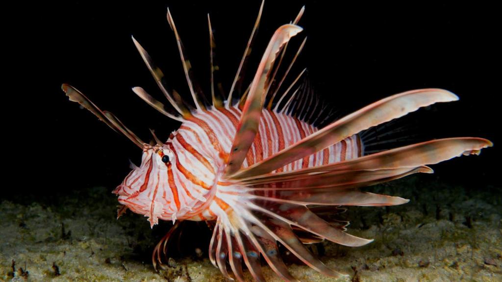 Imagen de archivo de un pez león, una especie exótica invasora en el Mediterráneo, a las orillas de la costa chipriota.