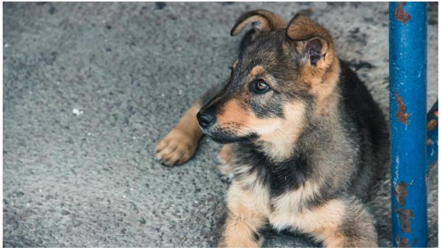 Imagen de archivo de un cachorro