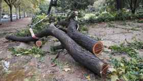 En la imagen, un árbol derribado por el viento la pasada noche.