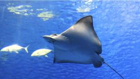 Las rayas, en la imagen, y los tiburones tendrán su área de conservación en el Mediterráneo.