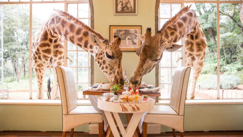 Actualmente, doce jirafas residen permanentemente en los alrededores del hotel.