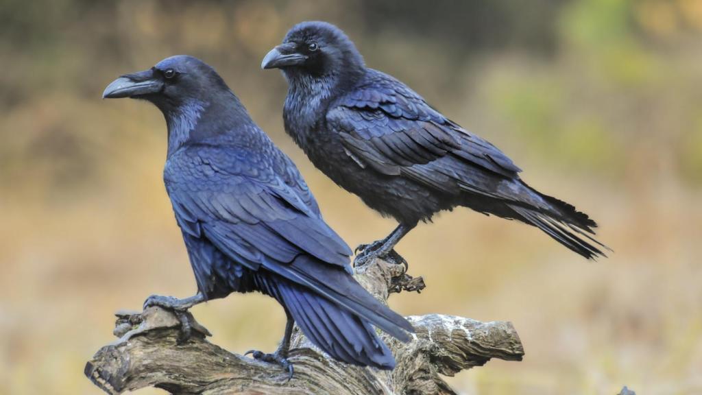 Dos cuervos apoyados en una rama. Foto: iStock.