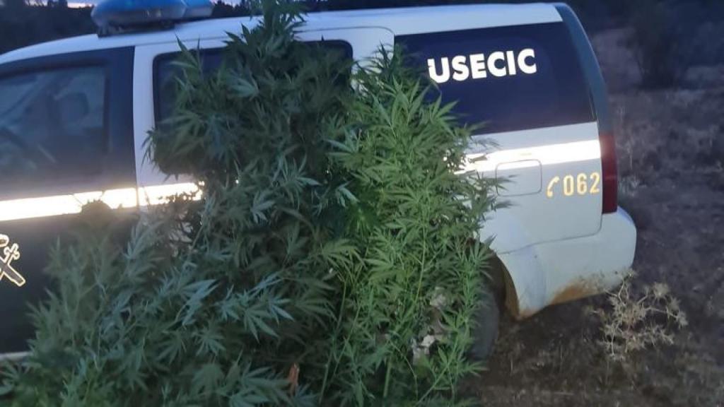 Las plantaciones de marihuana encontradas en un pueblo de León
