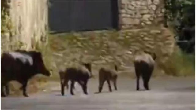 Un grupo de jabalíes en Eirís