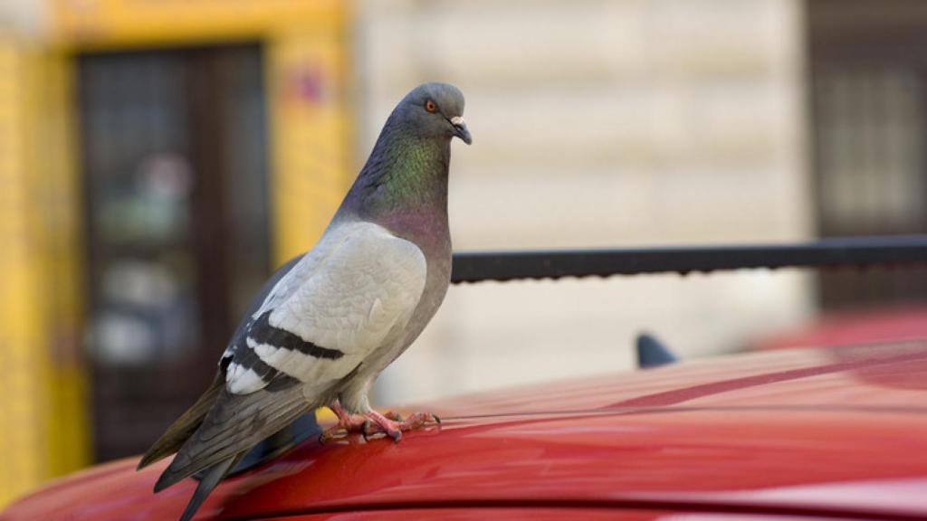 Una paloma sobre un coche. Foto: iStock.