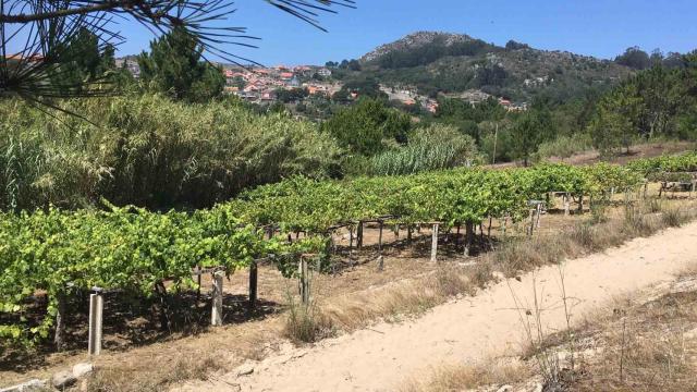 El vino 'de la arena', protagonista de Viñadores de Atlántico