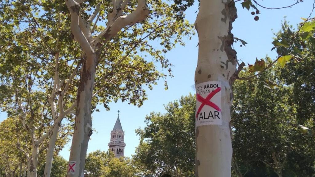 Uno de los plátanos amenazados por la tala en el Paseo de la Reina Cristina, Madrid.