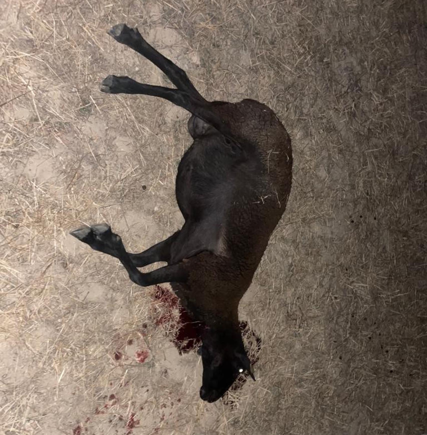 Los lobos dejan muertas, heridas y desaparecidas a más de una veintena de ovejas en la provincia de Zamora