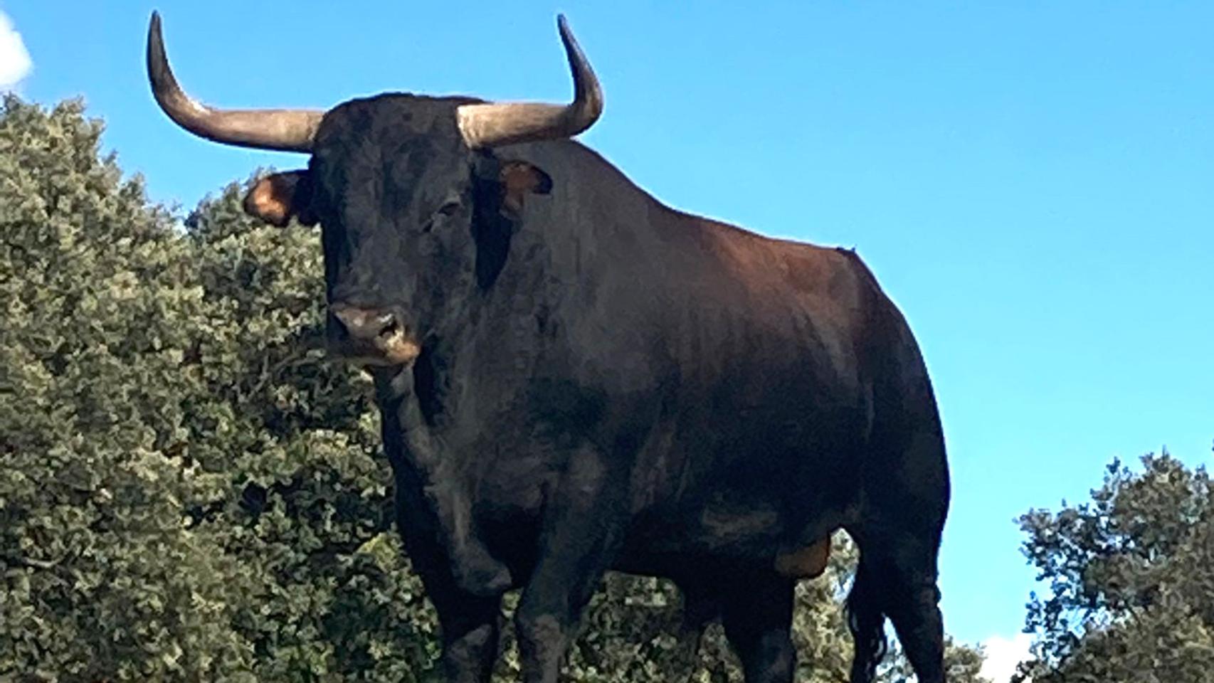 Toro de la Vega