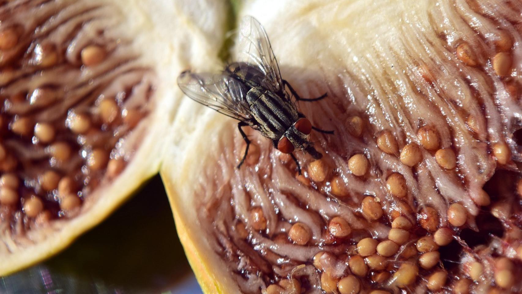 Insectos e higiene alimentaria.