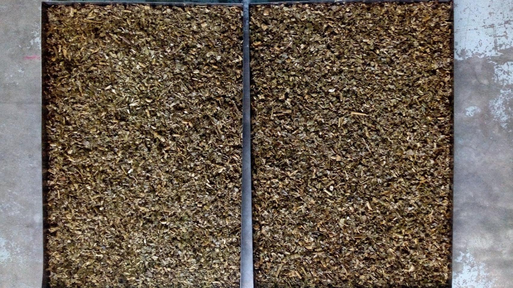 Residuo de la yerba mate en dos bandejas, durante la primera fase en el laboratorio.