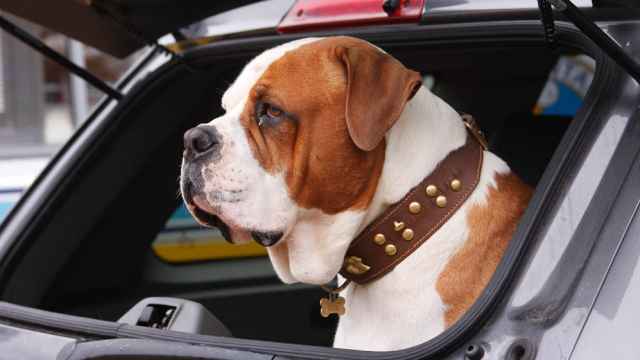 Imagen de un perro en un coche
