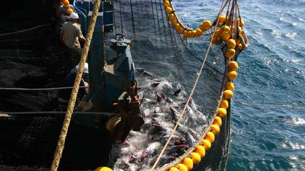 Pesca de atún en el mar.