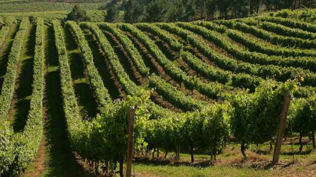 Viñedo de Terras Gauda.