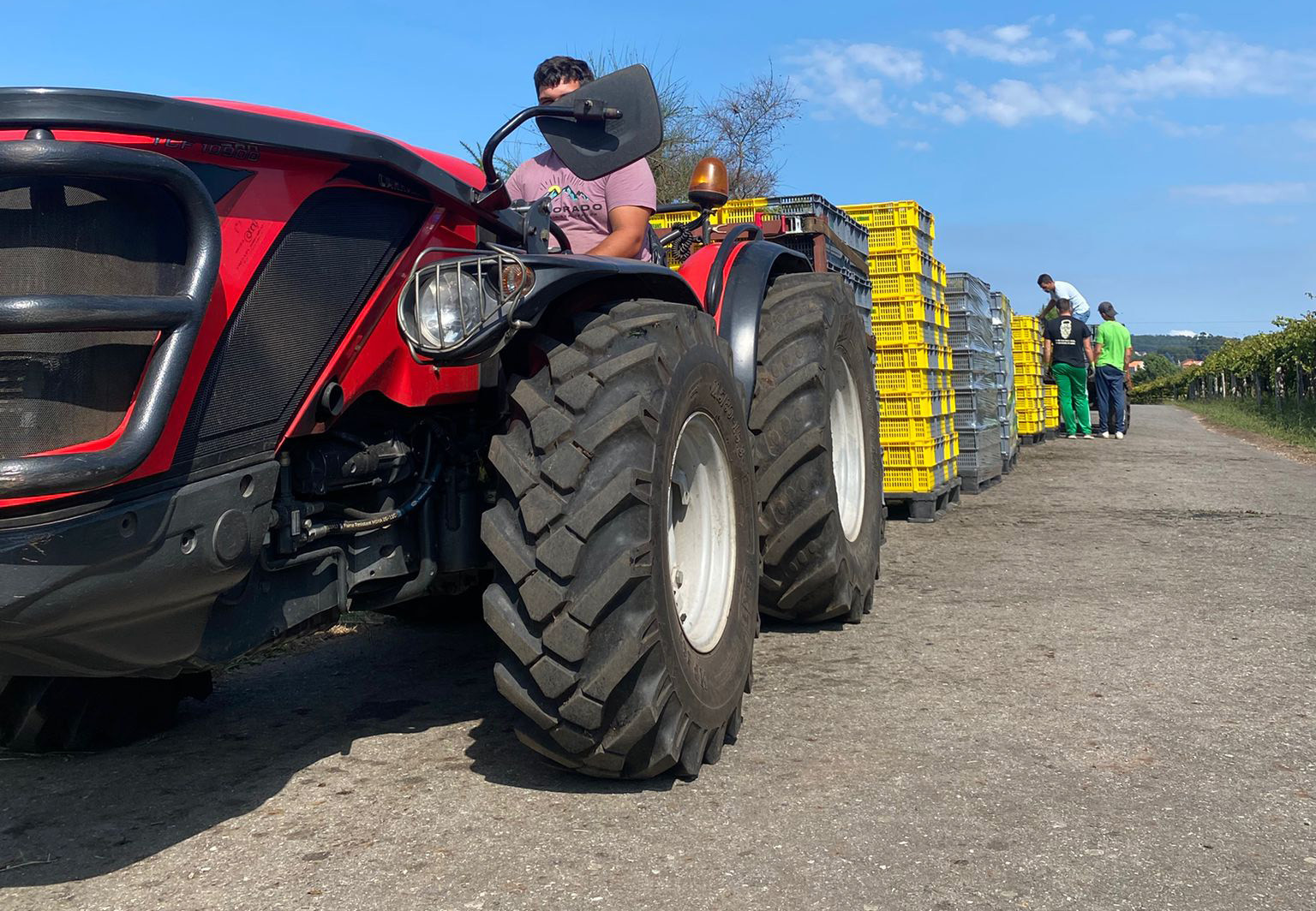 Los vendimiadores junto a las cajas de plástico que se emplean en la recogida de uvas.