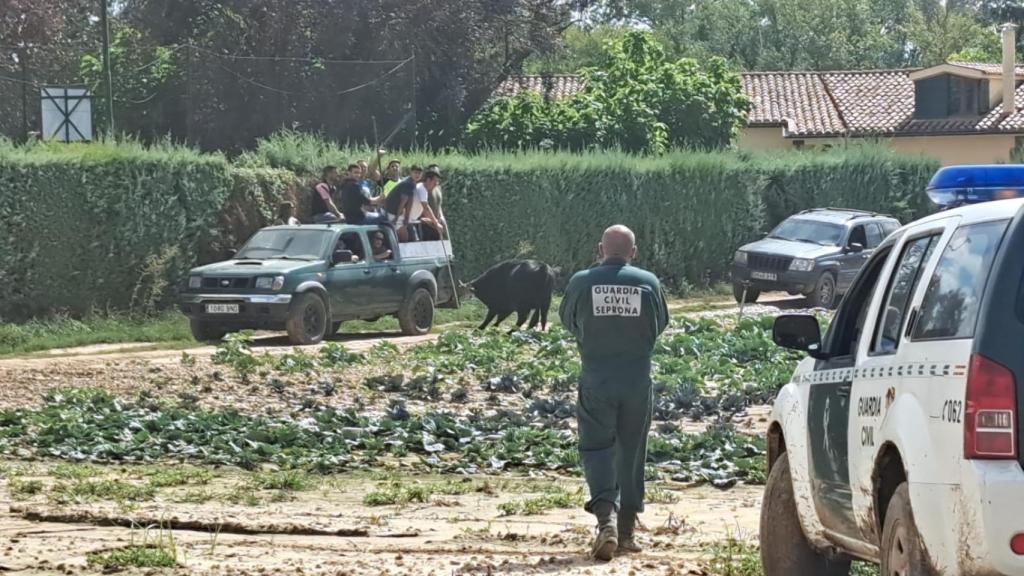 Imagen del dispositivo de búsqueda de los toros en Laguna de Duero