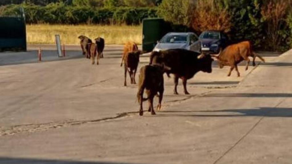Los toros que se han escapado del matadero de Laguna de Duero