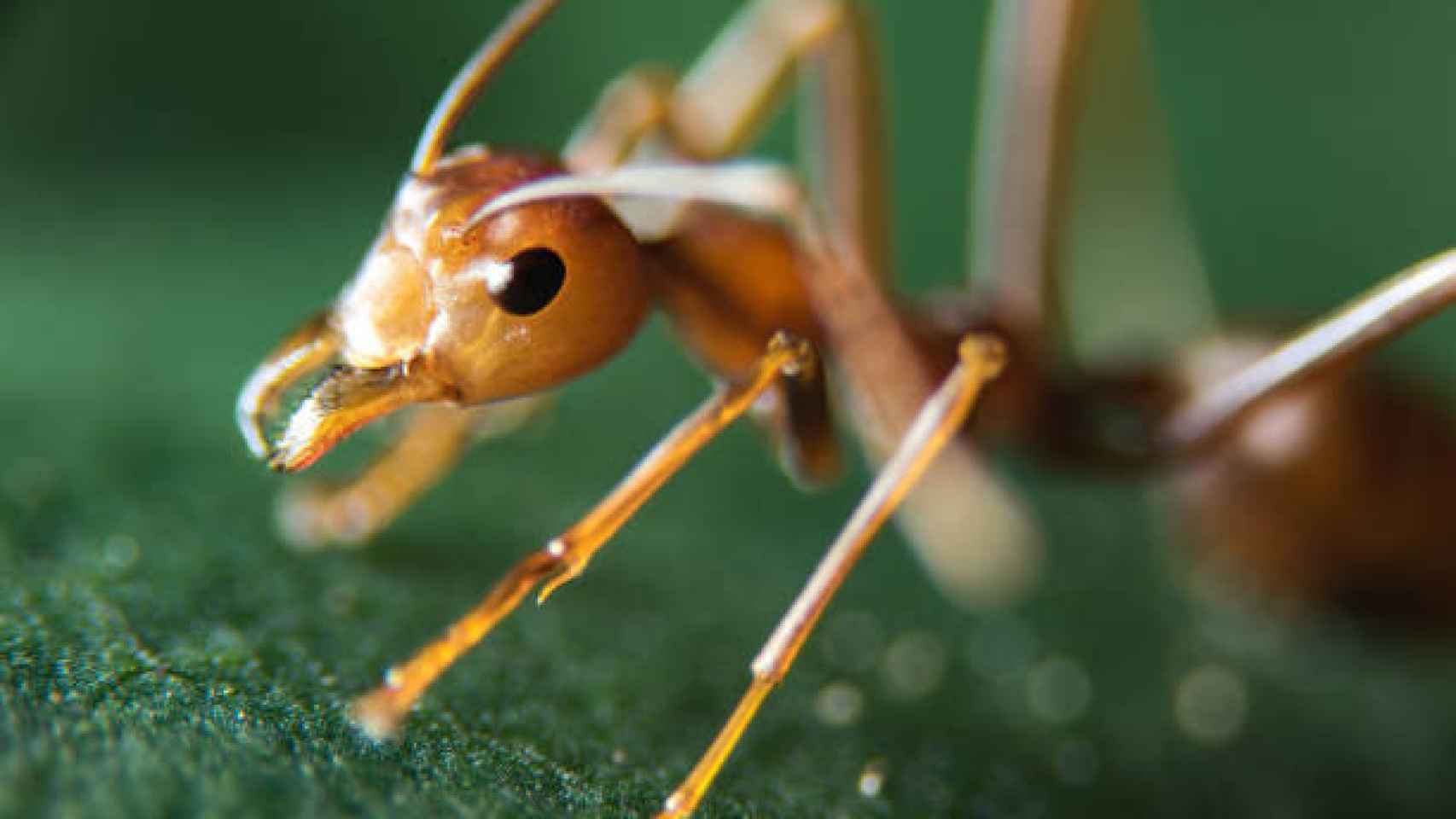 Imagen de archivo de una hormiga de fuego