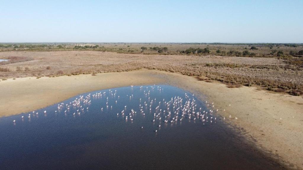 Flamencos en la laguna de Santa Olalla, en Doñana, en febrero de 2022. Foto: CSIC