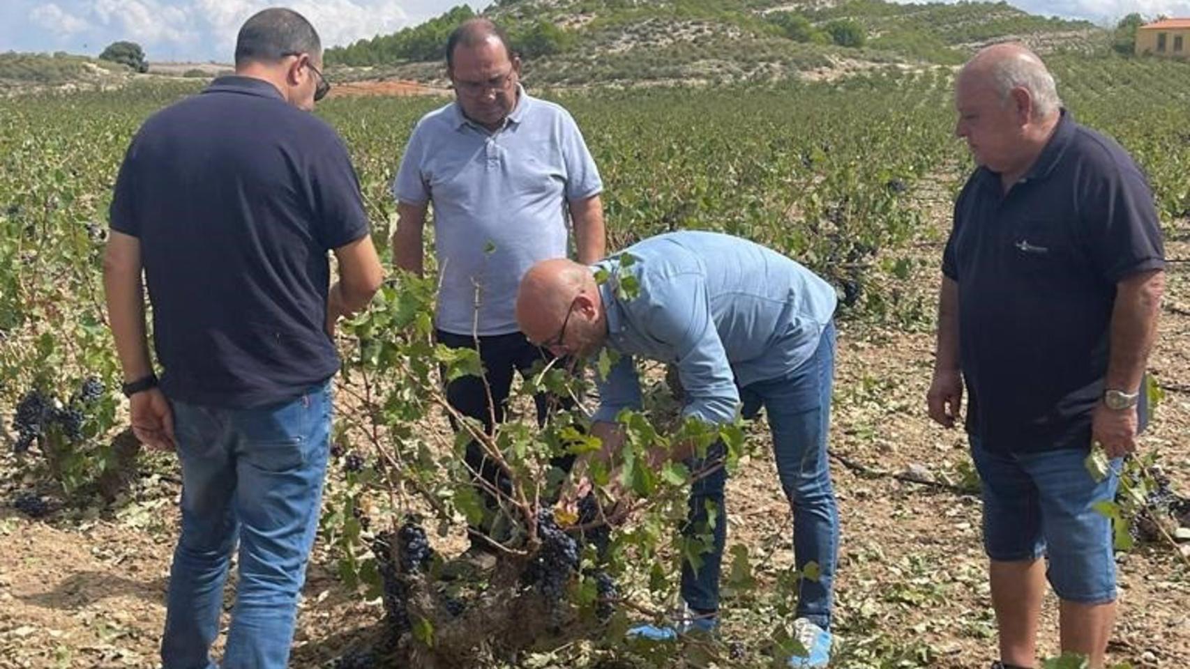 Explotaciones agrarias afectadas por el granizo en Albacete