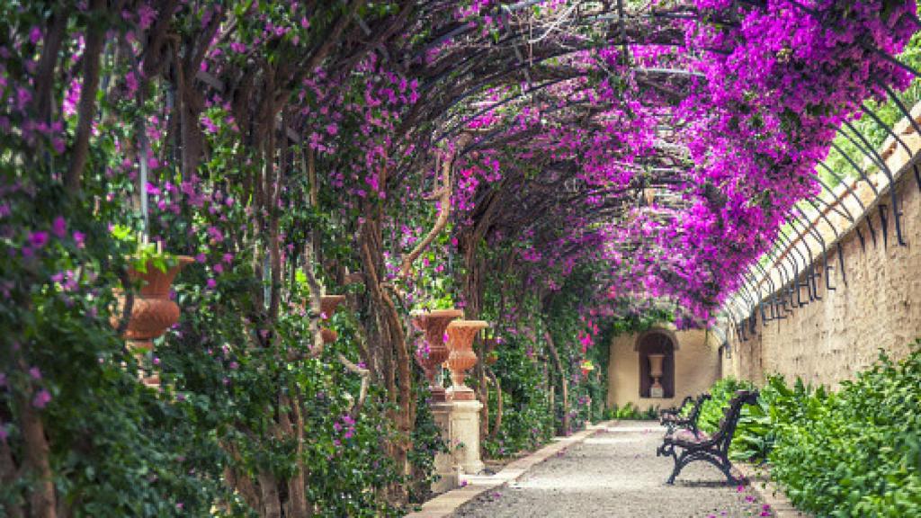 Imagen de buganvillas en los jardines de Monforte, Valencia.