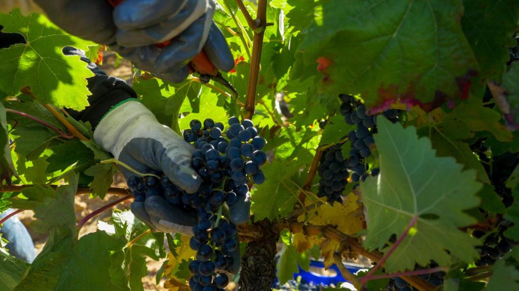 Vendimia en Ribera del Duero