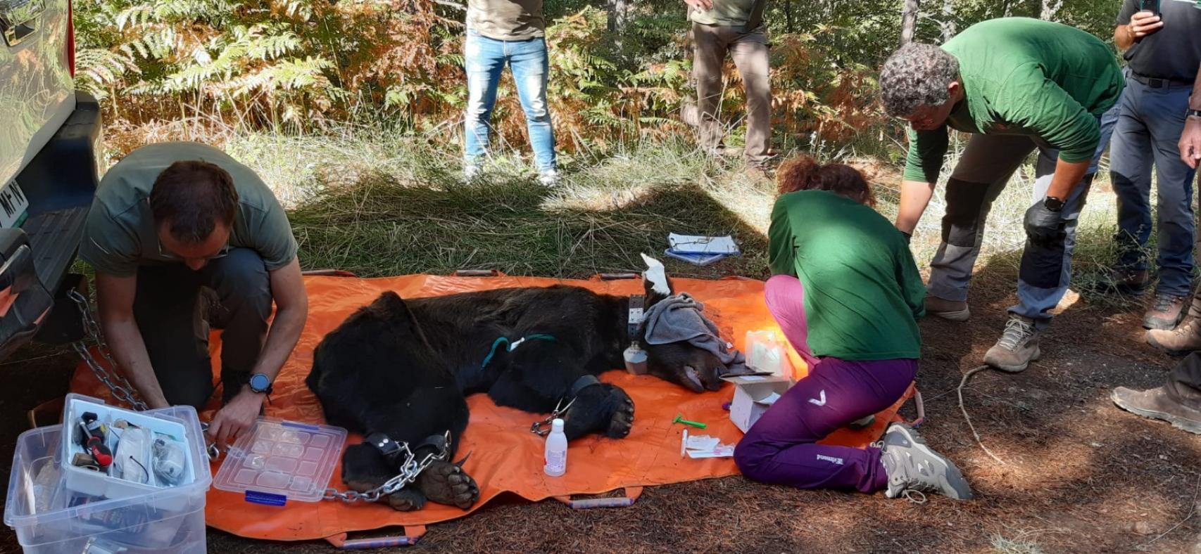 Imagen del rescate al oso pardo en Anllares del Sil