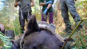 El oso pardo rescatado en Anllares del Sil, León