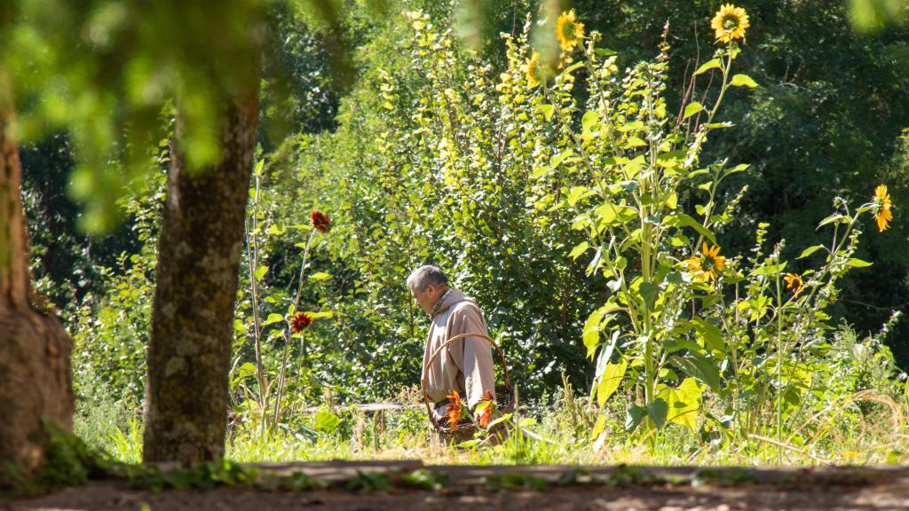 Fray Alfonso, uno de los monjes de la Orden de San Jerónimo, recoge frutas en el huerto de Santa María del Parral