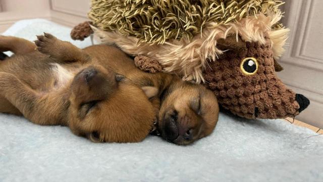 En la foto, Ini y Mini, dos perritos que fueron rescatadas por Reinas del Biberón.