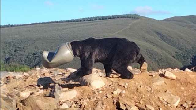El oso rescatado en Anllares del Sil