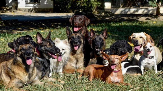 Un grupo de perros.