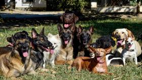 Un grupo de perros.