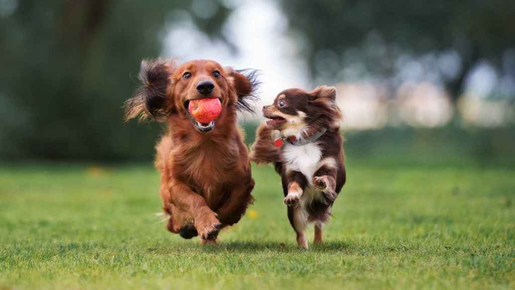 Dos perros corren y juegan en un jardín.
