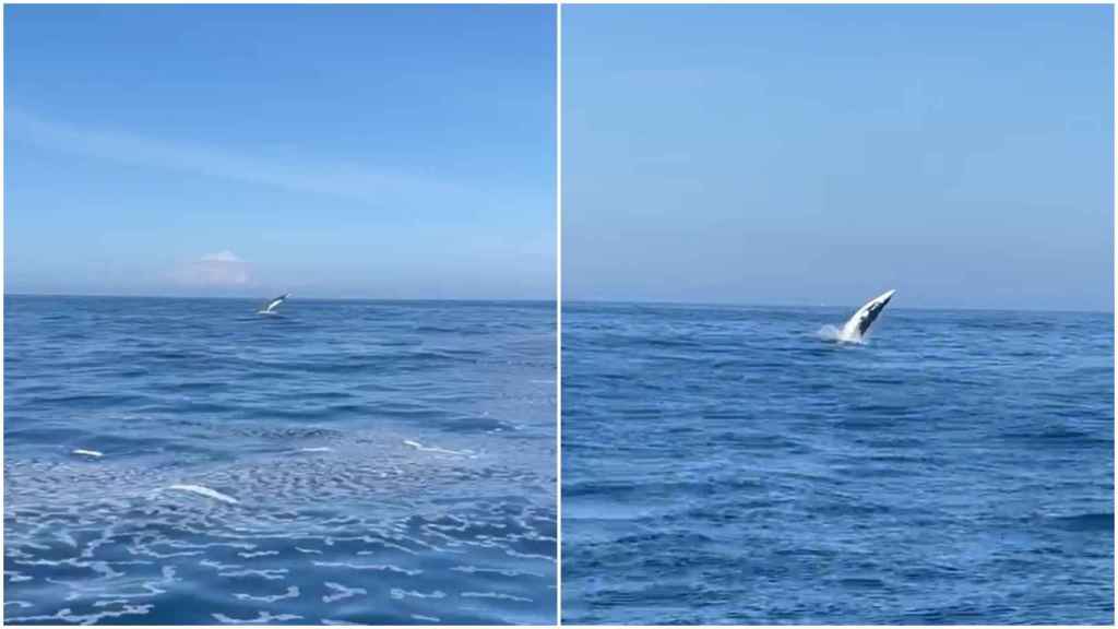 Ballenas frente a Cíes.