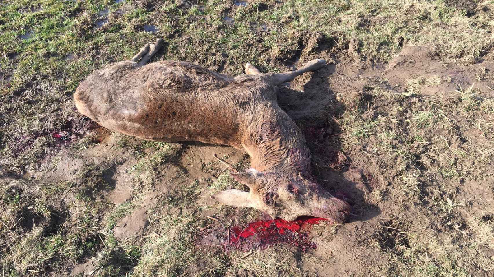 Imagen de uno de los ciervos disparados en La Pernía