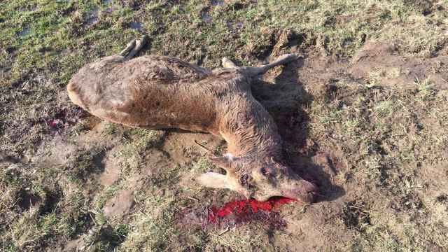 Imagen de uno de los ciervos disparados en La Pernía