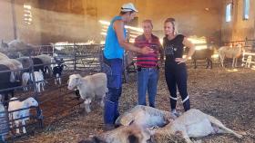 María Luisa Calvo, en una ganadería de Zamora atacada por lobos