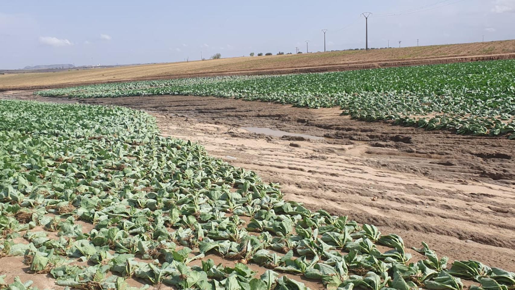 Daños de la DANA en la agricultura. Foto: Asaja.